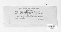 Uromyces solidaginis image